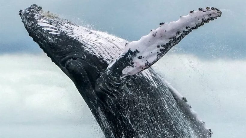 Cientistas do projeto WhaleSETI analisam sinais de interaÃ§Ã£o entre jubartes e humanos, sugerindo tentativa de comunicaÃ§Ã£o simbÃ³lica 